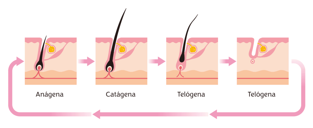 ciclo capilar, fases del pelo