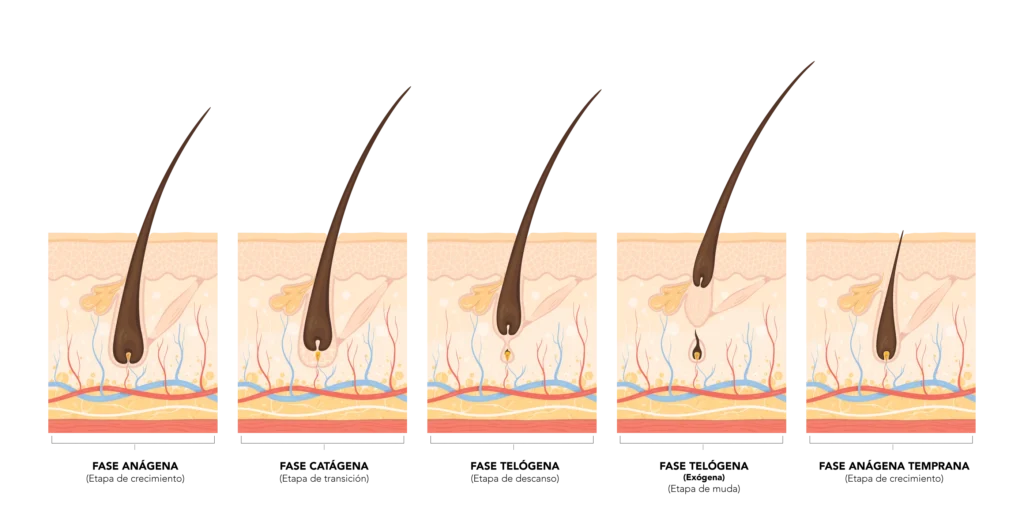 fases del cabello