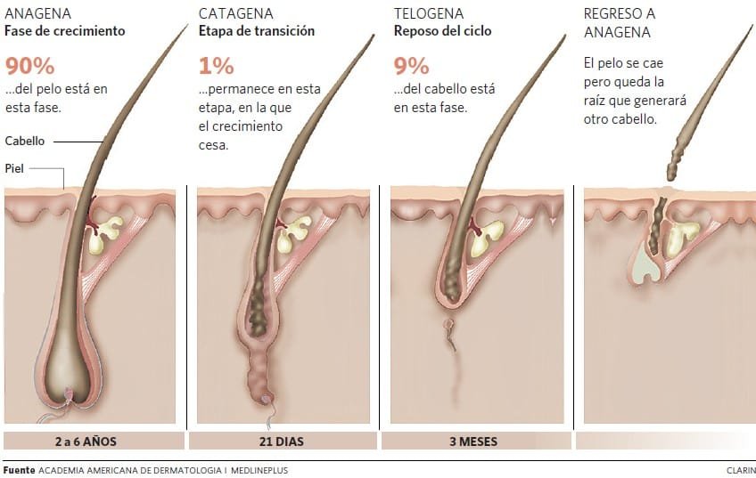 porcentaje del pelo en cada fase